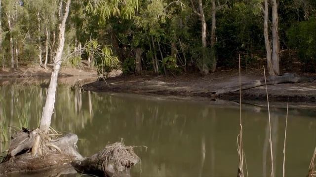 Saltwater Crocodile: World's Deadliest Animal- Most Fearful Predator смотреть онлайн