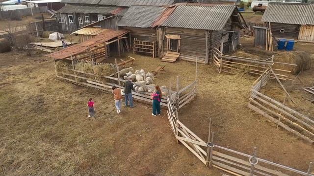 Поехали в деревню: как семья Мелехиных возрождает родовое село и удмуртских овец. смотреть онлайн