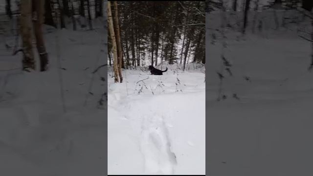 Всем привет от Черныша! ❤️