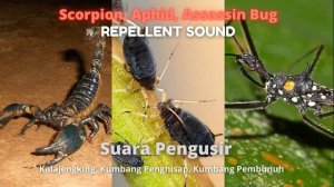 Scorpion Repellent Sound