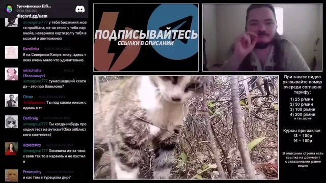 Маргинал смотрит орущих котов смотреть онлайн