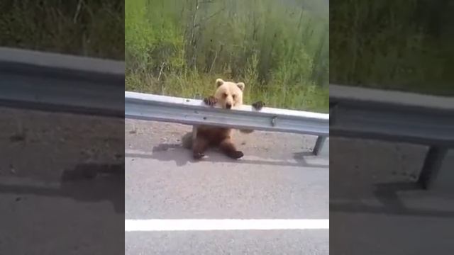 Сидит себе на обочине, поглядывает по сторонам