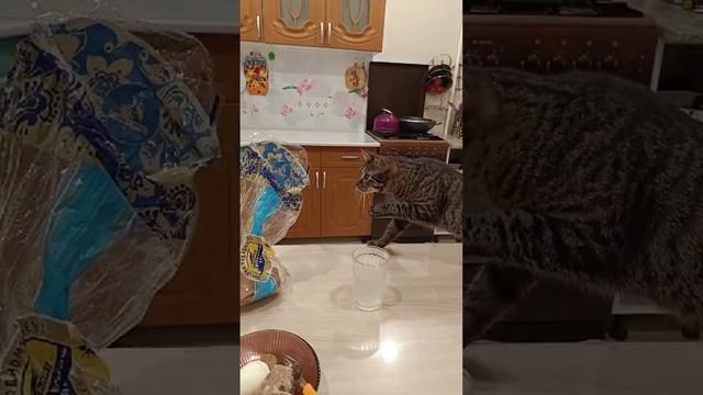 Очень осторожный Кот. смотреть онлайн