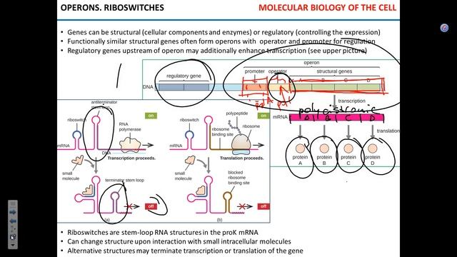 Operons. Riboswitches MW 021517 смотреть онлайн