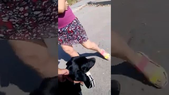 Дрессировка собак Мати учит права и обязанности пешехода смотреть онлайн