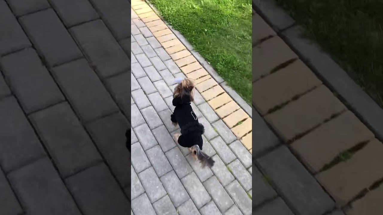 Костюм Puffy Little Angel смотреть онлайн
