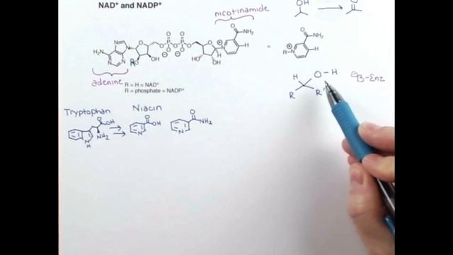 NAD+/NADH Mechanism & Coenzyme Chemistry