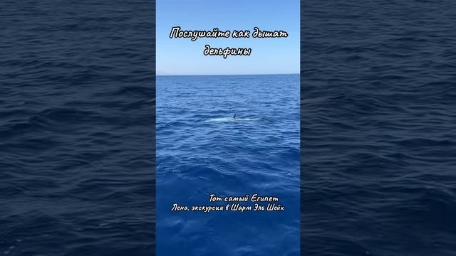 Послушайте, как дышат дельфины смотреть онлайн