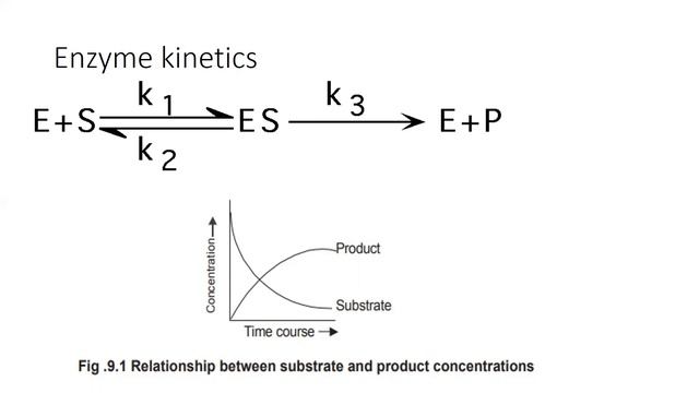 Սպիտակուցների ֆունկցիա մաս 1․ Ֆերմենտներ смотреть онлайн