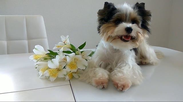 ODRY Snezhnoe Korolevstvo, Бивер-йорк