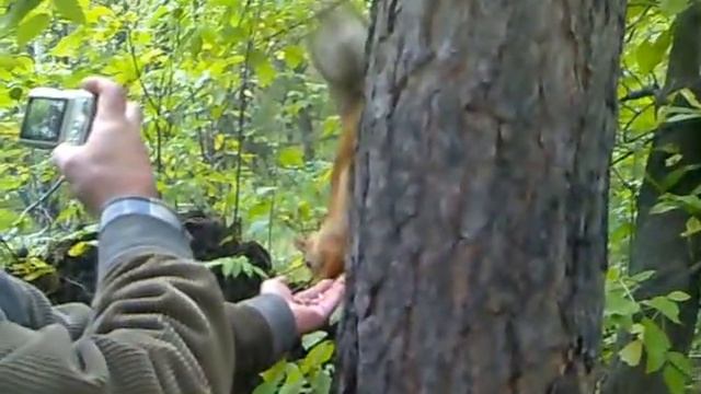 Непуганые белки ))) смотреть онлайн