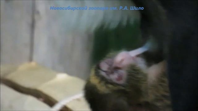 Мартышки бразза кормят своих малышей 24.02.2022