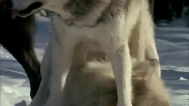 Волчья доля смотреть онлайн