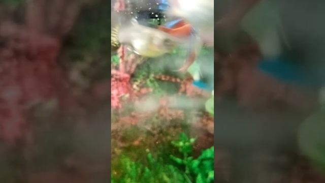 У НАС РАССЫПАЛСЯ ПЕСОК НА КОВРИК😂/КОРМЛЮ РЫБ🐠/КУПАЮ ЧЕРЕПАХУ🐢 смотреть онлайн