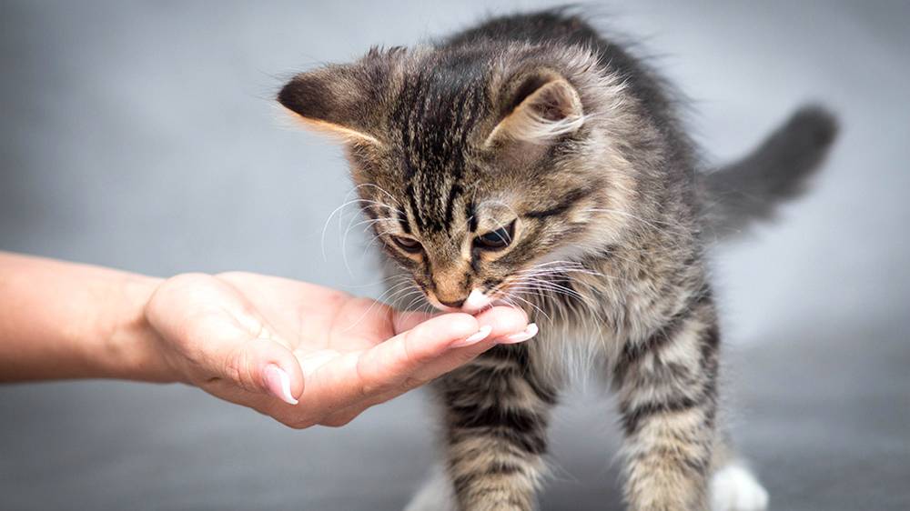 Кормлю бездомных кошек. смотреть онлайн