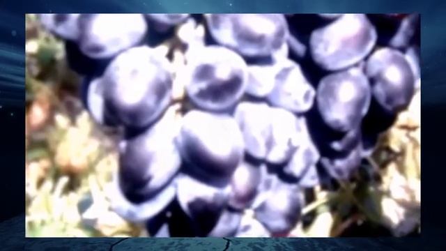 Виноград Надежда Азос смотреть онлайн