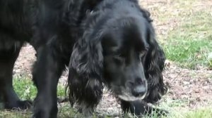 Как правильно кормить собаку сырым мясом