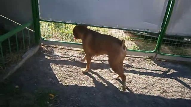 Собака боксер охраняет двор. Boxer dog guarding the yard. 拳師犬守著院子。 庭を守っボクサー犬。 смотреть онлайн