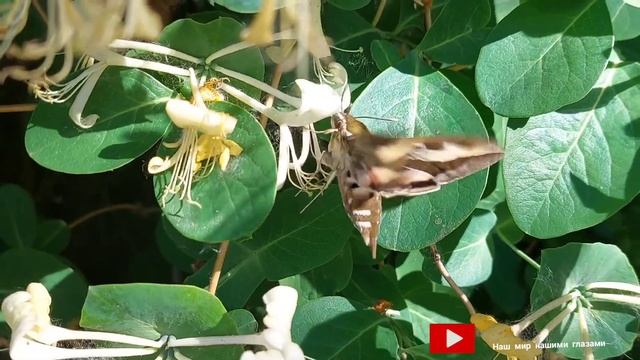 Вечерний мотылёк смотреть онлайн