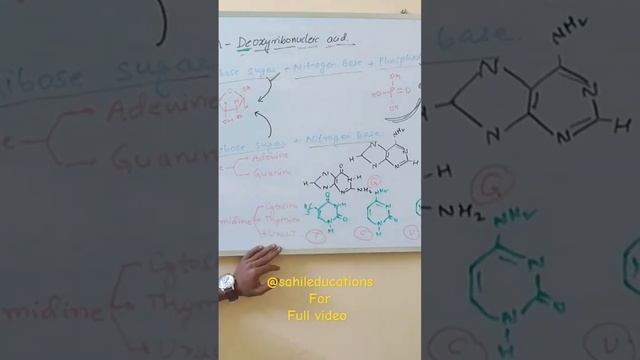 Nitrogen bases | DNA | #ncert #biology #class11 #purines #guanine #adenine #rna #uracil #dna смотреть онлайн
