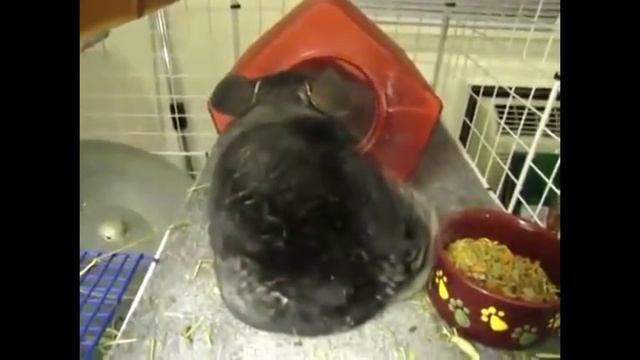 Шиншилла докувыркалась ! смотреть онлайн