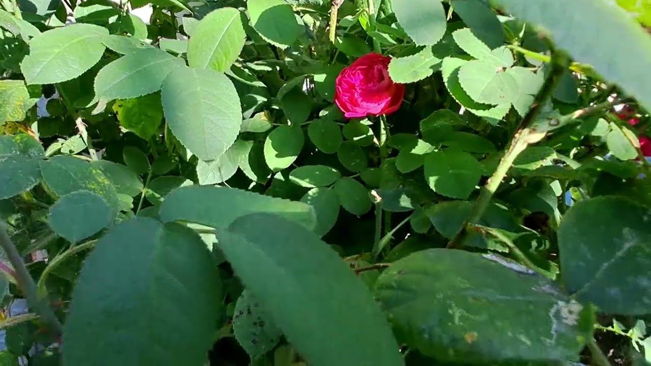 Цикада смотреть онлайн