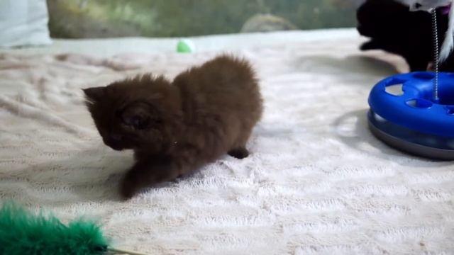 Британским котятам 7 недель, Litter-D2 Born 10.09.2017 смотреть онлайн