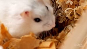 НАШ ХОМЯЧОК СТЕПА ОКАЗАЛСЯ ДЕВОЧКОЙ! НАС ОБМАНУЛИ! - SlivkiShow -