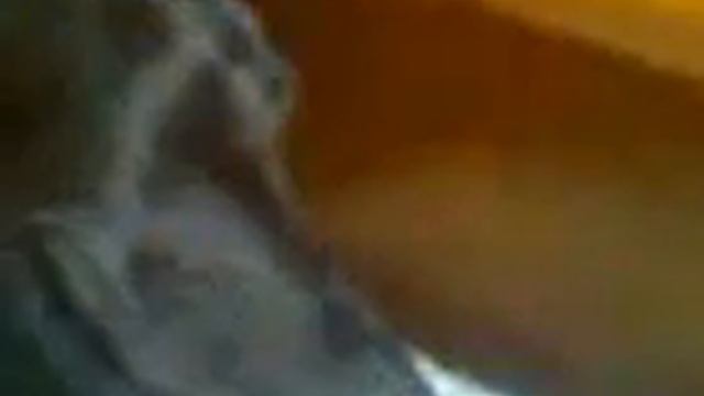 собака улыбается