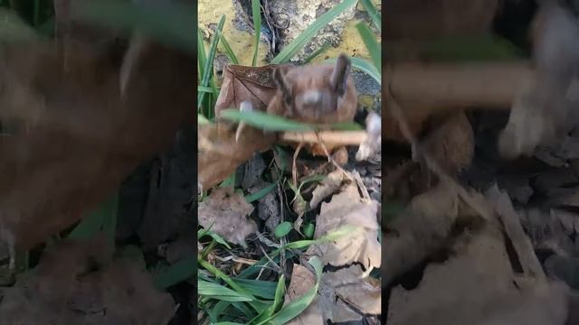 BAT смотреть онлайн