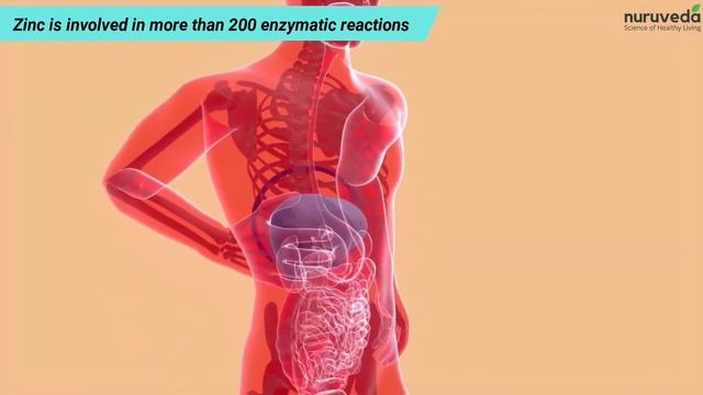 Do minerals play any important role in human health? Know about zinc, iron, calcium & more смотреть онлайн