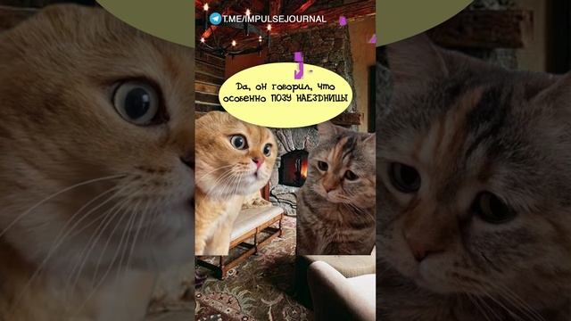 Об этом #мыкотики #вмем #разговор #анекдот #шутки #кот #юмор #смешное #прикольно #мемы #cat смотреть онлайн