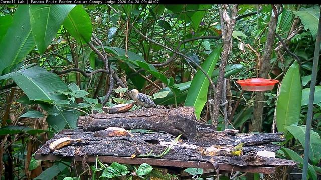 Juvenile Red-crowned Woodpecker Makes Solo Visit To The Panama Fruit Feeder – Apr 28, 2020 смотреть онлайн