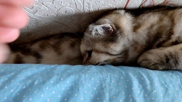 Лапки кошки смотреть онлайн