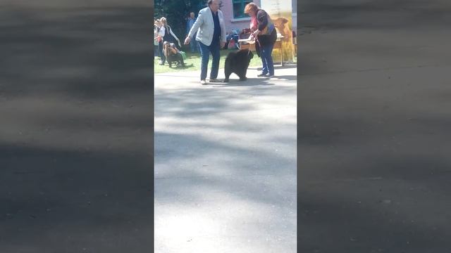 Выставка собак 05.05.18 НГУОР (12) смотреть онлайн