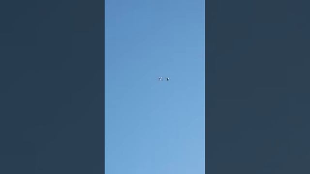 Голуби Абрамова А.А. Серый и сивый белохвостый смотреть онлайн