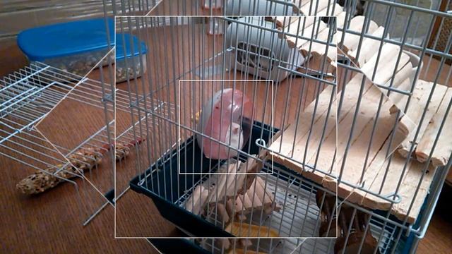 Всё о моём хомяке :), Хомки, Плюша, грызуны смотреть онлайн