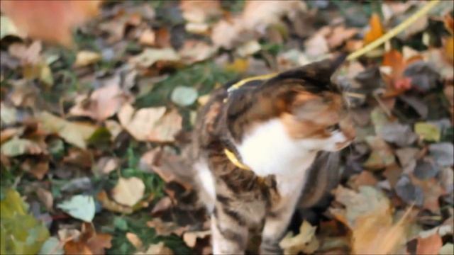 Кошка на поводке / Cat on a leash смотреть онлайн