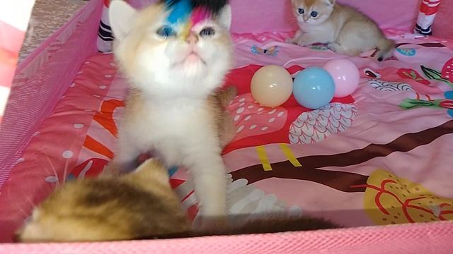 VID_20241130_110125 смотреть онлайн