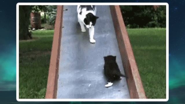 【2chおもしろgif】何度見ても笑えるおもしろGif画像ww【コメ付き】【ゆっくり解説】【おもしろ画像】【2chスレ】【5ch】#31 смотреть онлайн