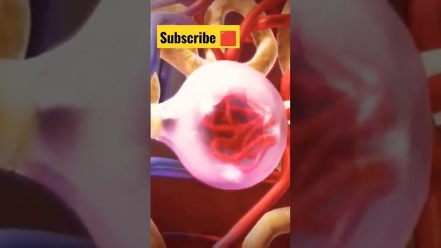 Kidney And Urine Formation Animated Video
