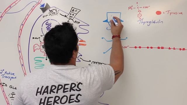 Endocrinology | Synthesis of Thyroid Hormone смотреть онлайн