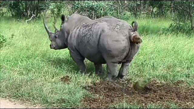 Носорог какает, но тут случился прикольчик