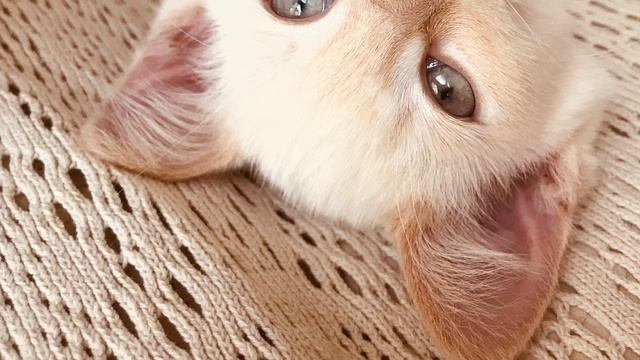 Небольшое слайд шоу про Ханечку смотреть онлайн