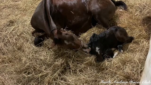 Horse giving birth | The whole process | Detailed with every sign and stages through the labour смотреть онлайн