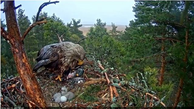 Белохвостый орлан 2016 04 17 09 17 смотреть онлайн