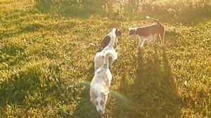 Щенки австралийской овчарки  Аусси