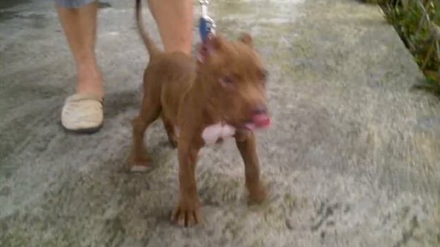 American Pitbull Terrier, Dixie And Cyclops