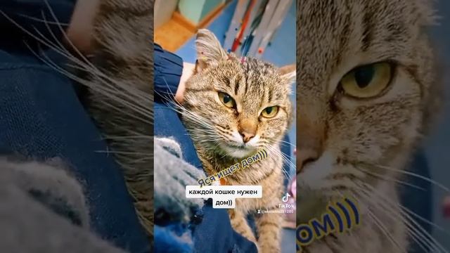 Яся, поиск дома смотреть онлайн