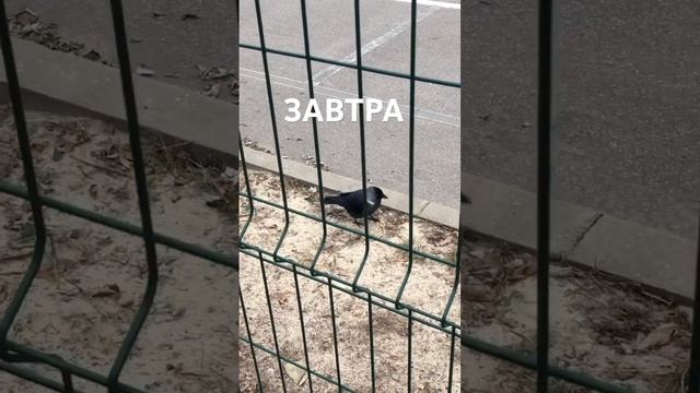 Завтра Красота! Слава Богу за всё!..☀️ Истинно! смотреть онлайн